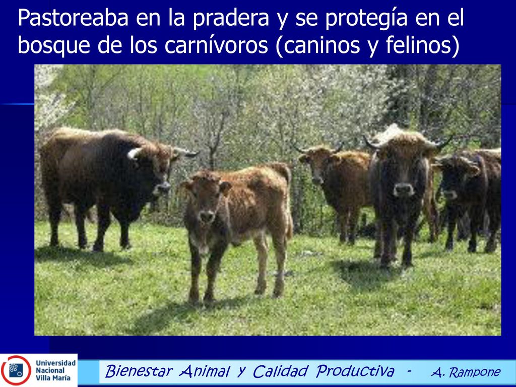 Pastoreaba en la pradera y se protegía en el bosque de los carnívoros (caninos y felinos)