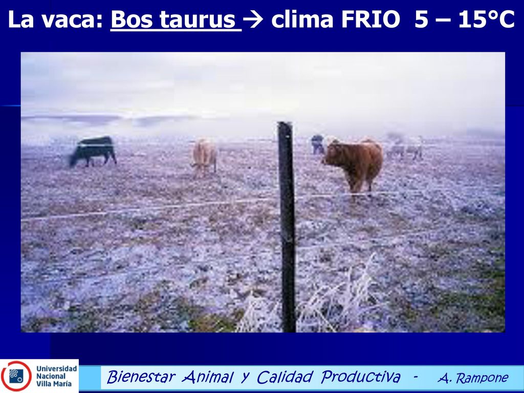 La vaca: Bos taurus  clima FRIO 5 – 15°C