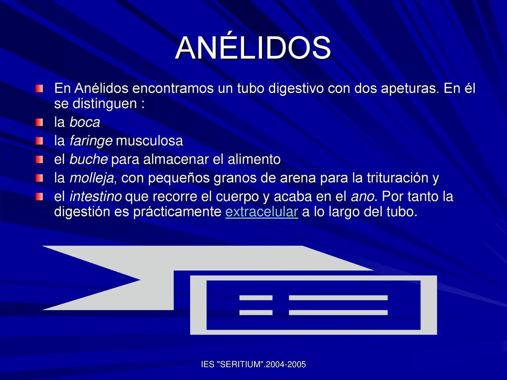 ANÉLIDOS En Anélidos encontramos un tubo digestivo con dos apeturas. En él se distinguen : la boca.