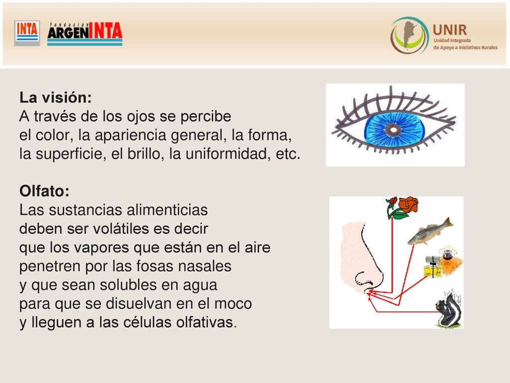 La visión: A través de los ojos se percibe el color, la apariencia general, la forma, la superficie, el brillo, la uniformidad, etc.
