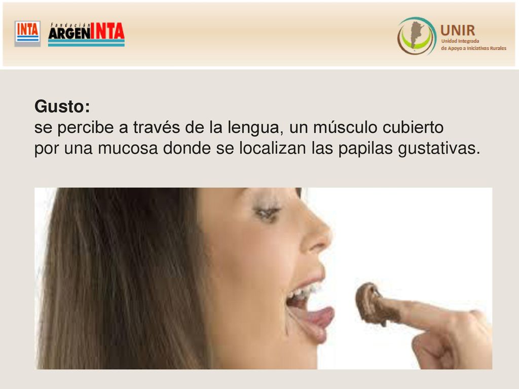 Gusto: se percibe a través de la lengua, un músculo cubierto por una mucosa donde se localizan las papilas gustativas.