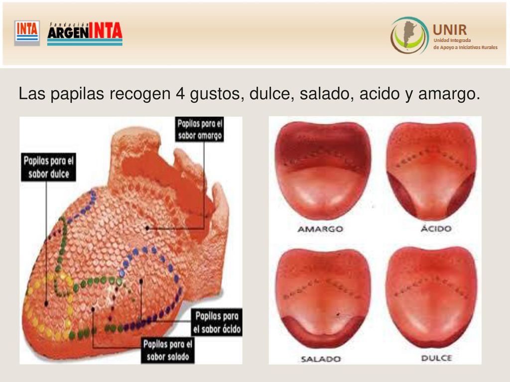 Las papilas recogen 4 gustos, dulce, salado, acido y amargo.