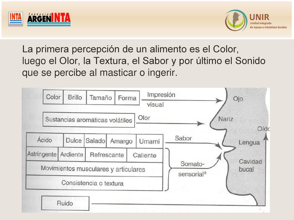 La primera percepción de un alimento es el Color, luego el Olor, la Textura, el Sabor y por último el Sonido que se percibe al masticar o ingerir.