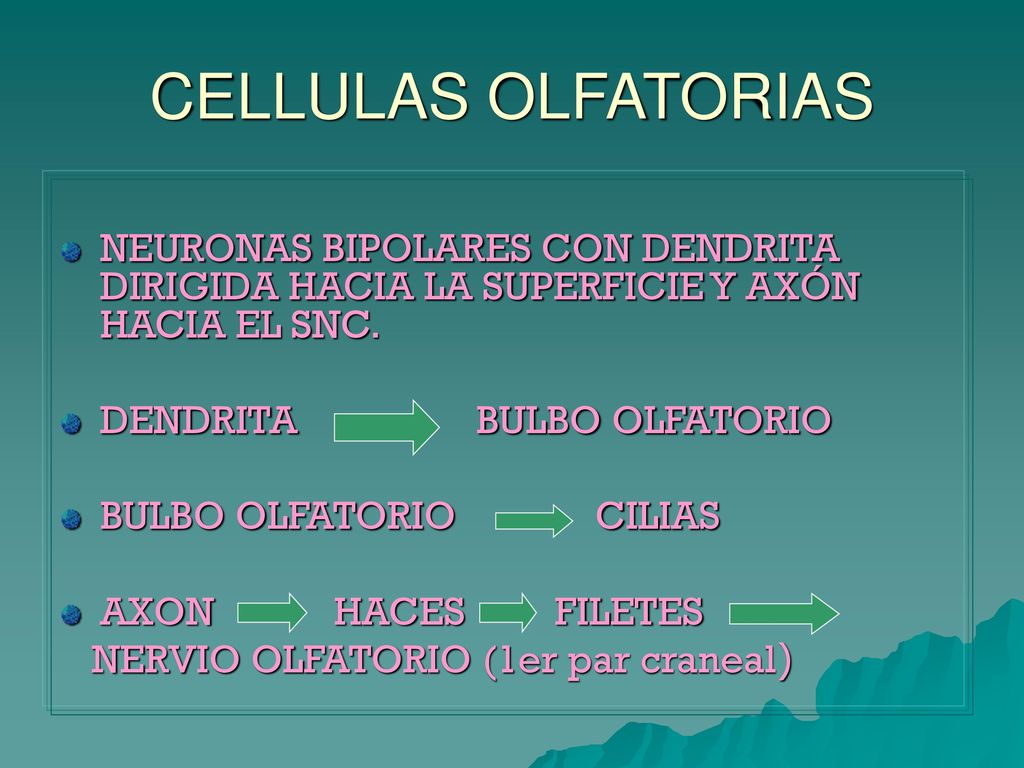CELLULAS OLFATORIAS NEURONAS BIPOLARES CON DENDRITA DIRIGIDA HACIA LA SUPERFICIE Y AXÓN HACIA EL SNC.