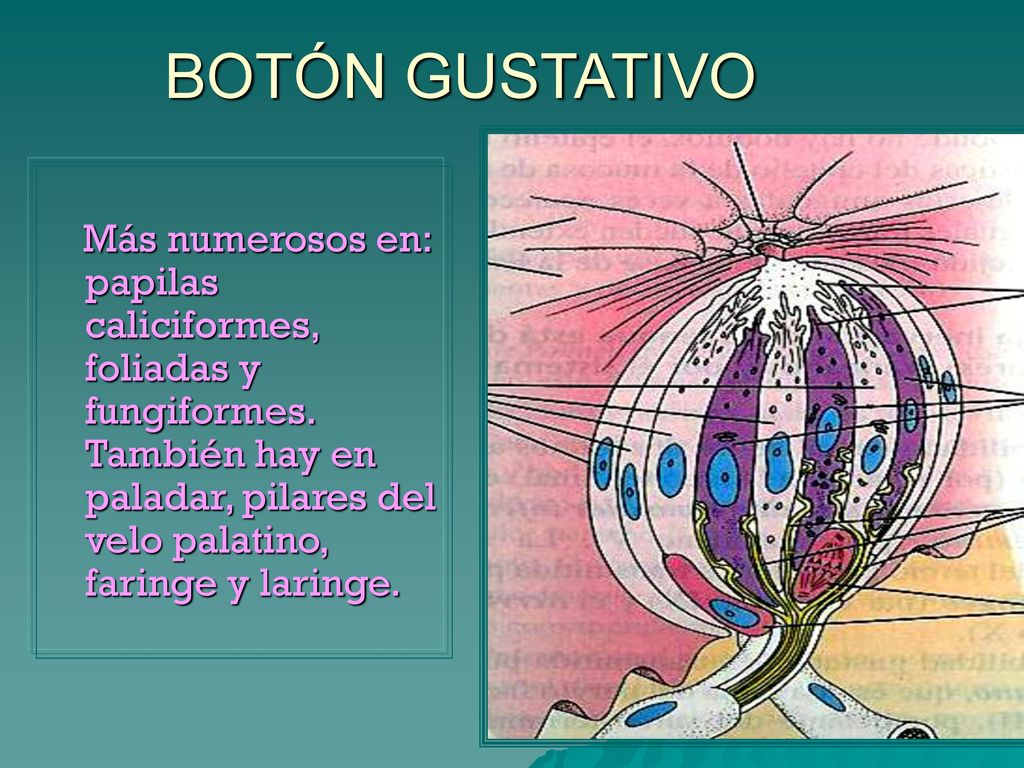 BOTÓN GUSTATIVO Más numerosos en: papilas caliciformes, foliadas y fungiformes.