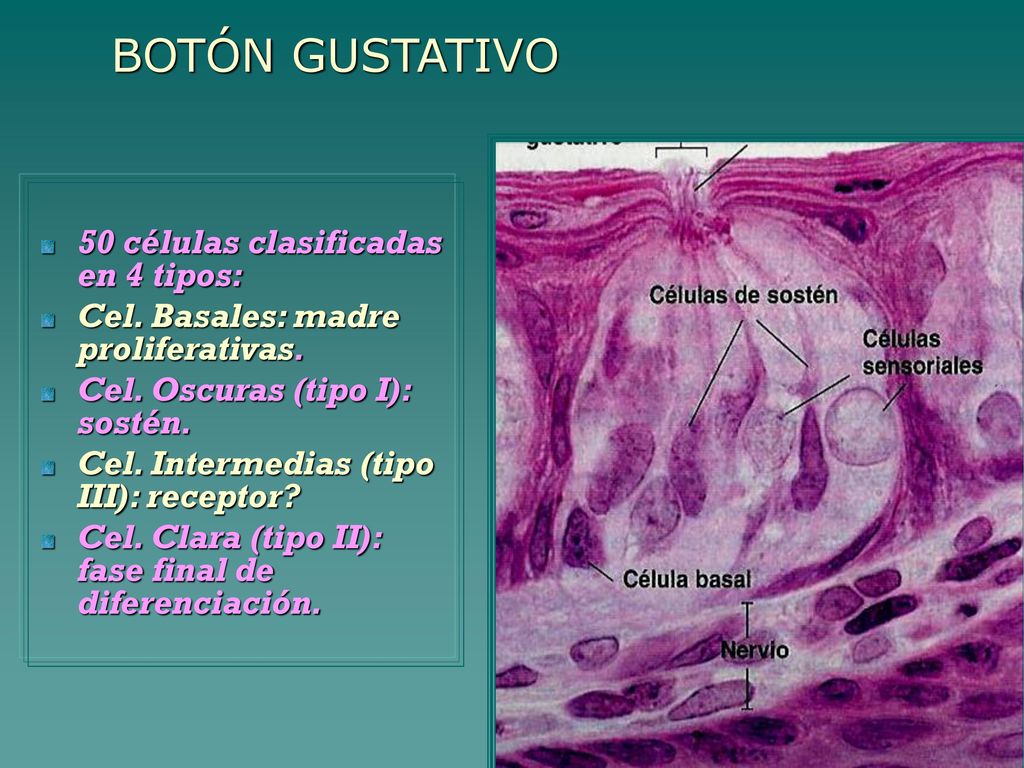 BOTÓN GUSTATIVO 50 células clasificadas en 4 tipos: