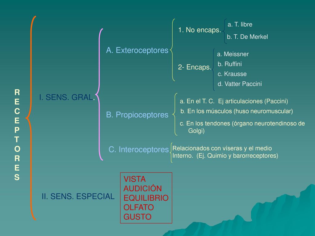 A. Exteroceptores RECEPTORES I. SENS. GRAL. B. Propioceptores