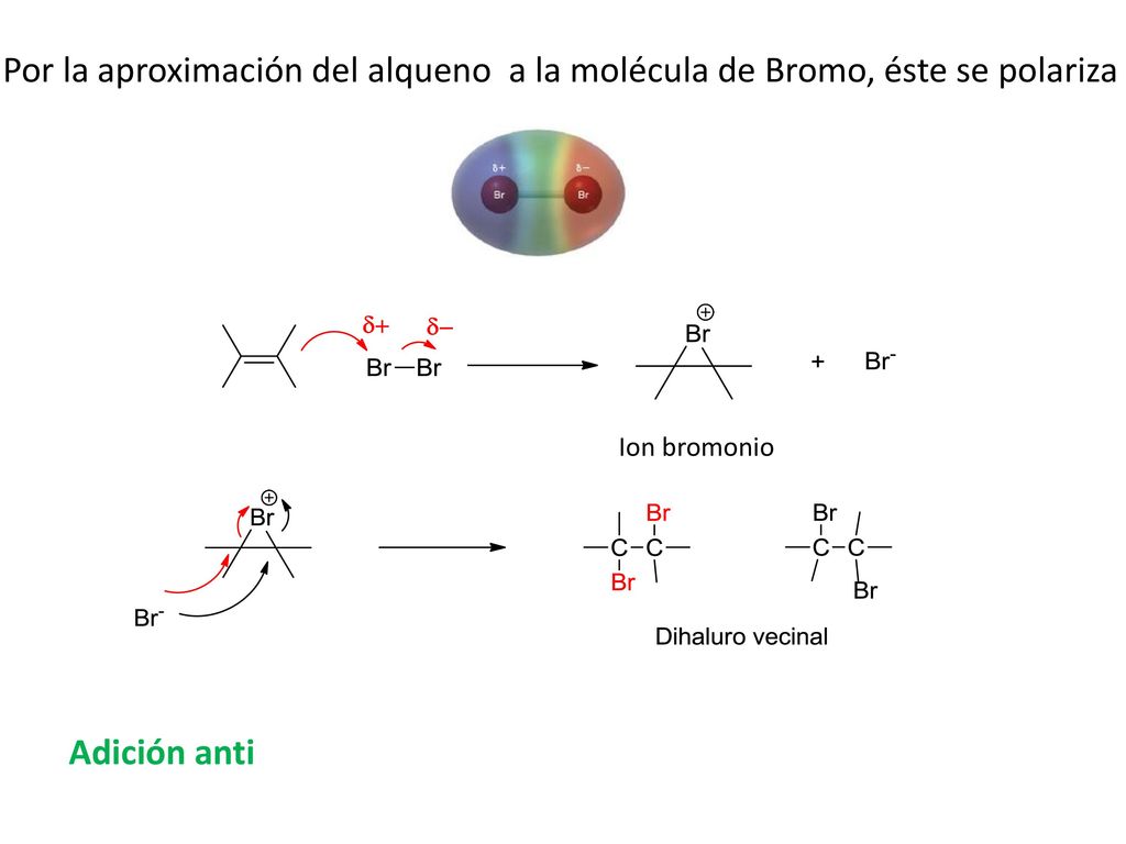 Por la aproximación del alqueno a la molécula de Bromo, éste se polariza