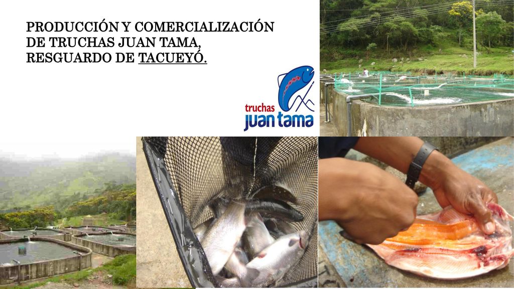 PRODUCCIÓN Y COMERCIALIZACIÓN DE TRUCHAS JUAN TAMA, RESGUARDO DE TACUEYÓ.