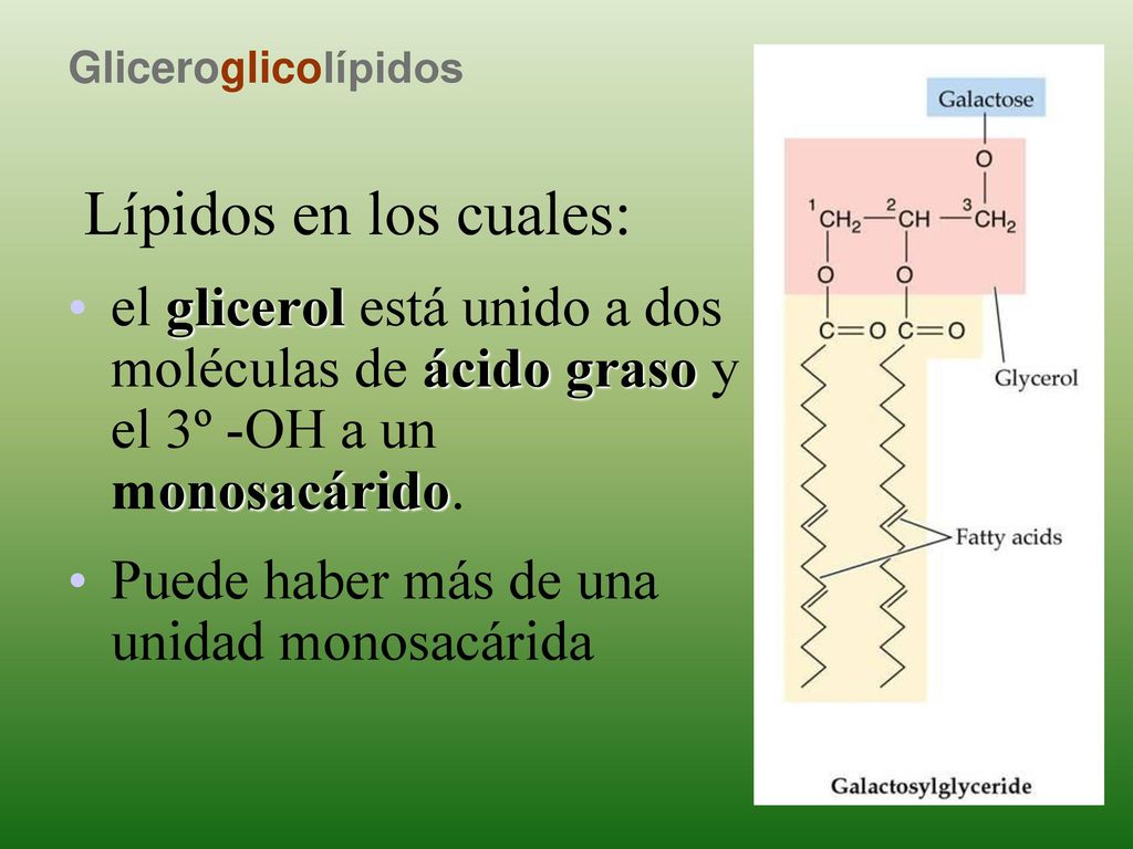Gliceroglicolípidos Lípidos en los cuales: el glicerol está unido a dos moléculas de ácido graso y el 3º -OH a un monosacárido.