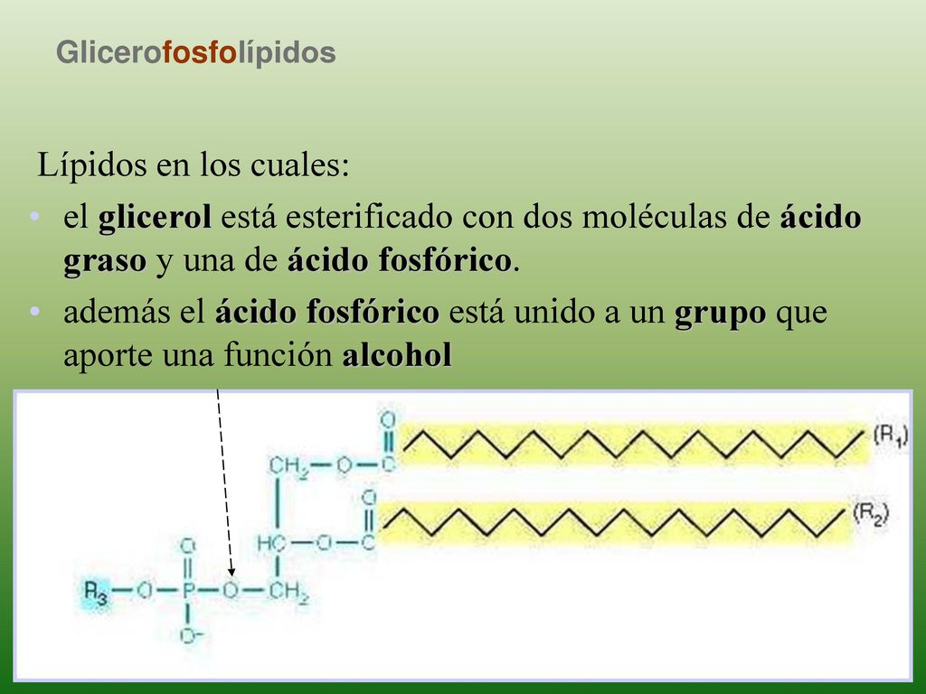 Glicerofosfolípidos Lípidos en los cuales: el glicerol está esterificado con dos moléculas de ácido graso y una de ácido fosfórico.