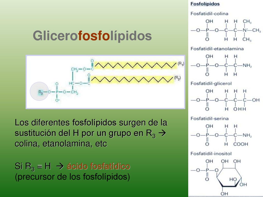 Glicerofosfolípidos Los diferentes fosfolípidos surgen de la sustitución del H por un grupo en R3  colina, etanolamina, etc.