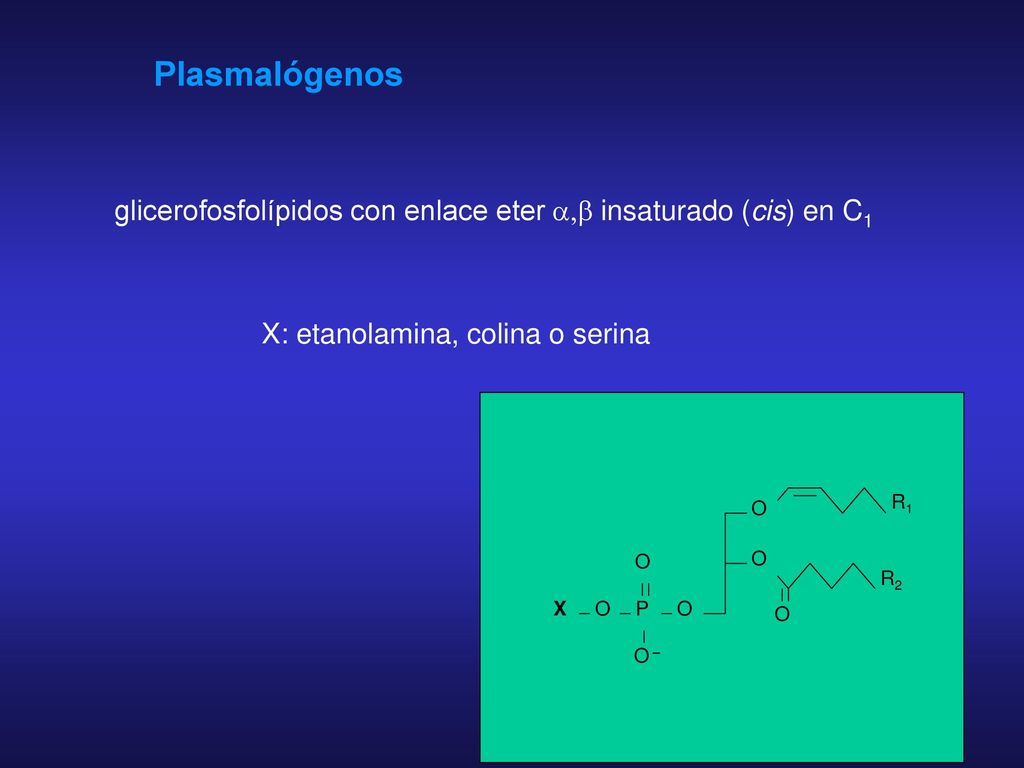 Plasmalógenos glicerofosfolípidos con enlace eter a,b insaturado (cis) en C1. X: etanolamina, colina o serina.