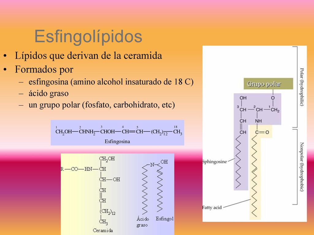 Esfingolípidos Lípidos que derivan de la ceramida Formados por