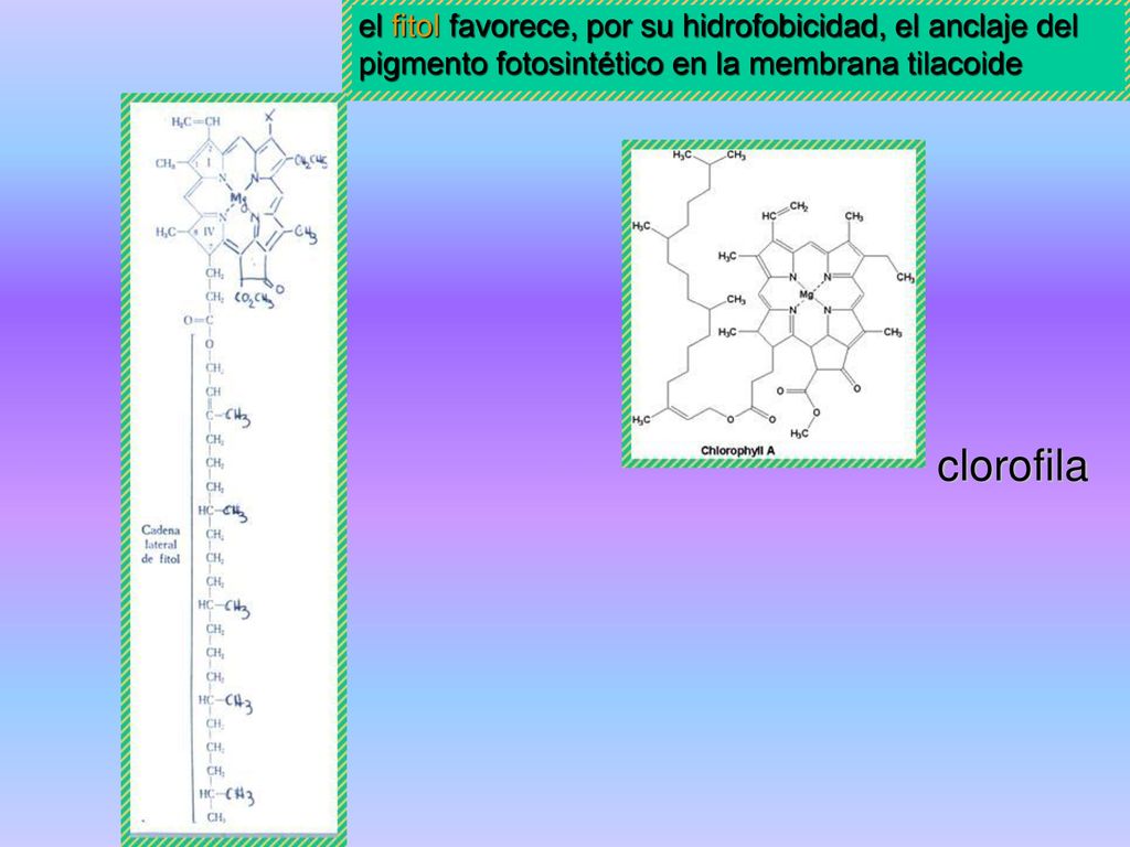 el fitol favorece, por su hidrofobicidad, el anclaje del pigmento fotosintético en la membrana tilacoide
