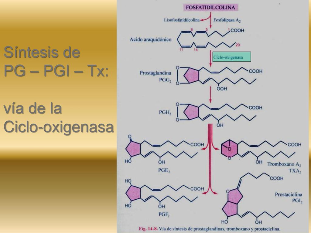 Síntesis de PG – PGI – Tx: vía de la Ciclo-oxigenasa