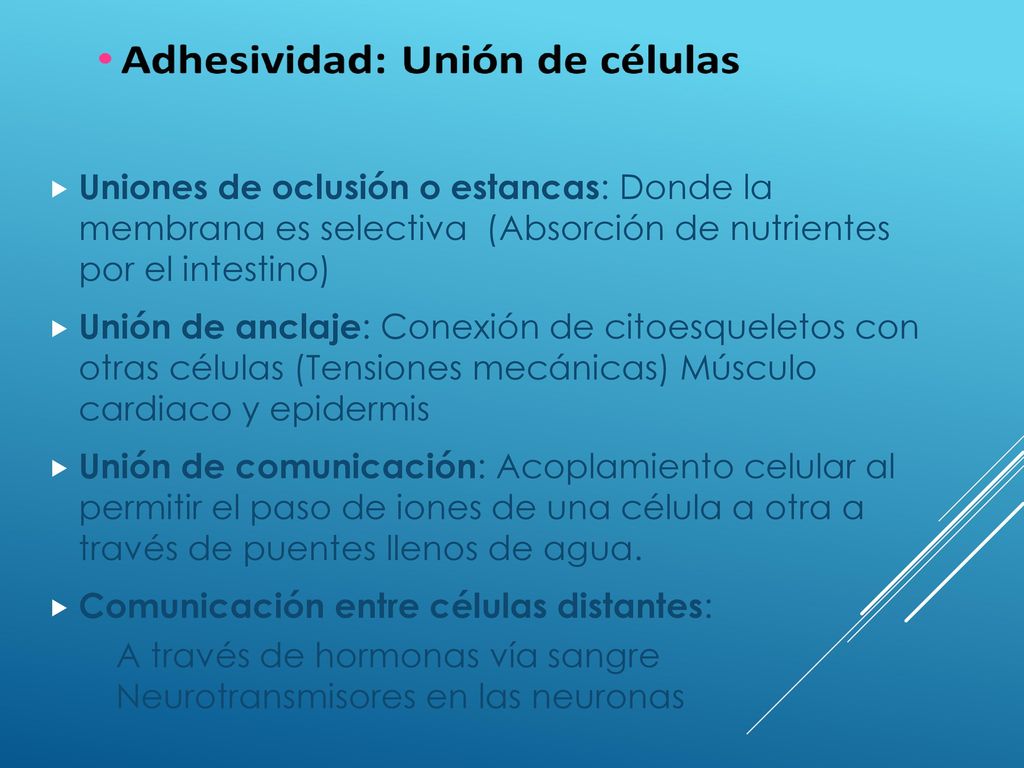 Uniones de oclusión o estancas: Donde la membrana es selectiva (Absorción de nutrientes por el intestino)