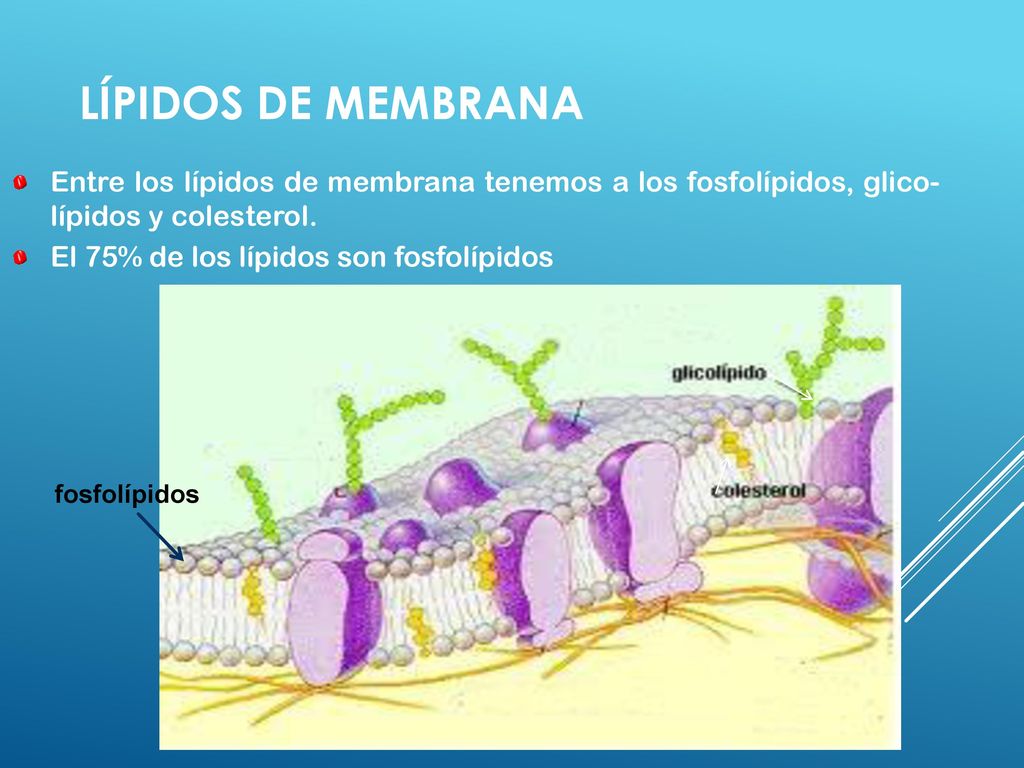 LÍPIDOS DE MEMBRANA Entre los lípidos de membrana tenemos a los fosfolípidos, glico-lípidos y colesterol.