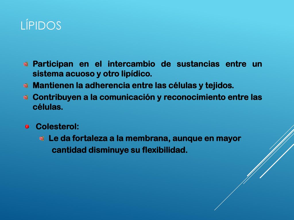 LÍPIDOS Participan en el intercambio de sustancias entre un sistema acuoso y otro lipídico. Mantienen la adherencia entre las células y tejidos.