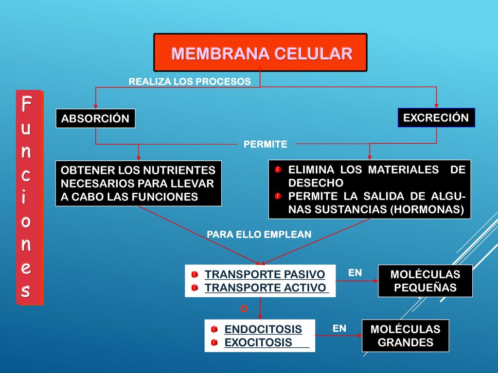 F u n c i o e s MEMBRANA CELULAR ABSORCIÓN EXCRECIÓN