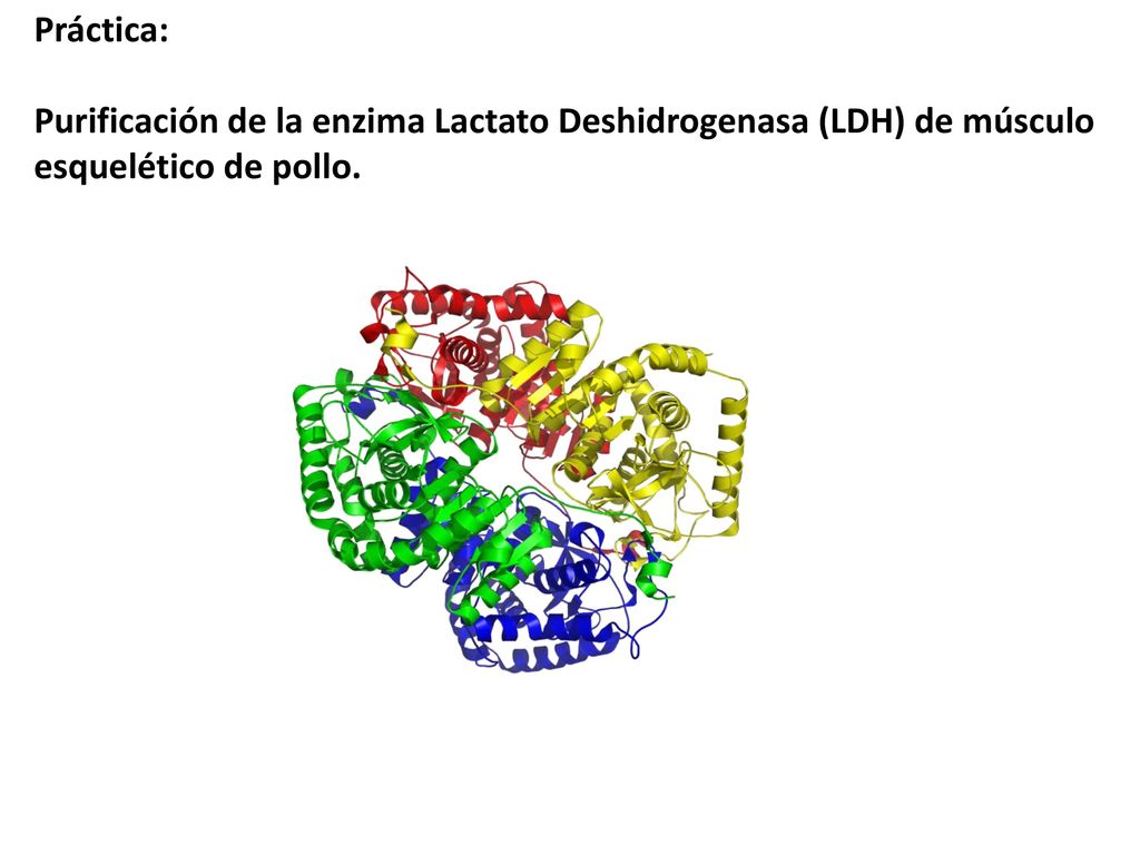 Práctica: Purificación de la enzima Lactato Deshidrogenasa (LDH) de músculo esquelético de pollo.