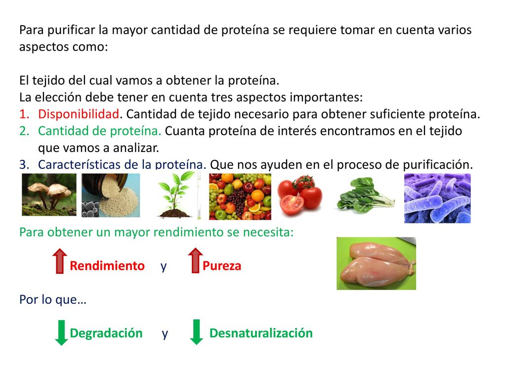 Para purificar la mayor cantidad de proteína se requiere tomar en cuenta varios aspectos como: