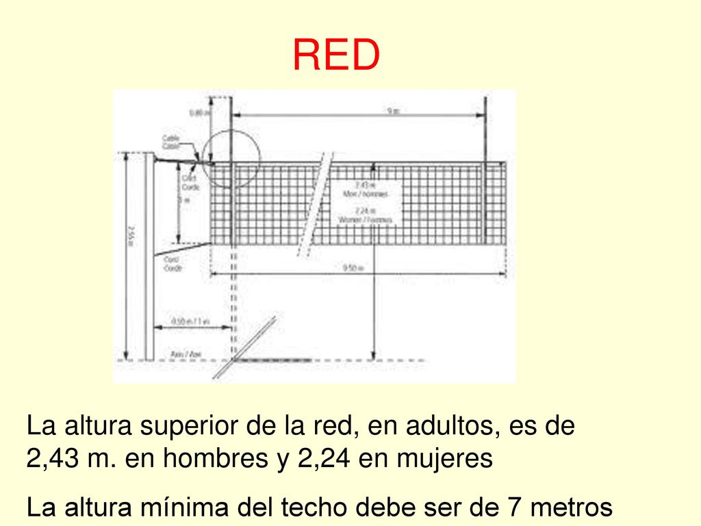 RED La altura superior de la red, en adultos, es de 2,43 m.