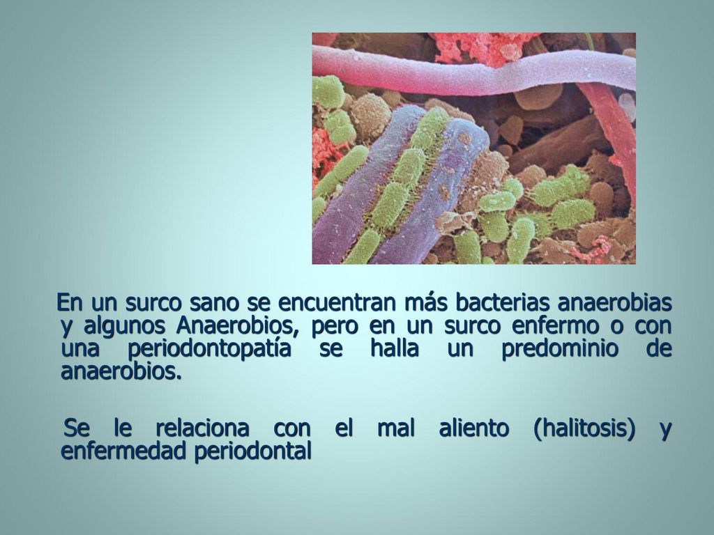 En un surco sano se encuentran más bacterias anaerobias y algunos Anaerobios, pero en un surco enfermo o con una periodontopatía se halla un predominio de anaerobios.