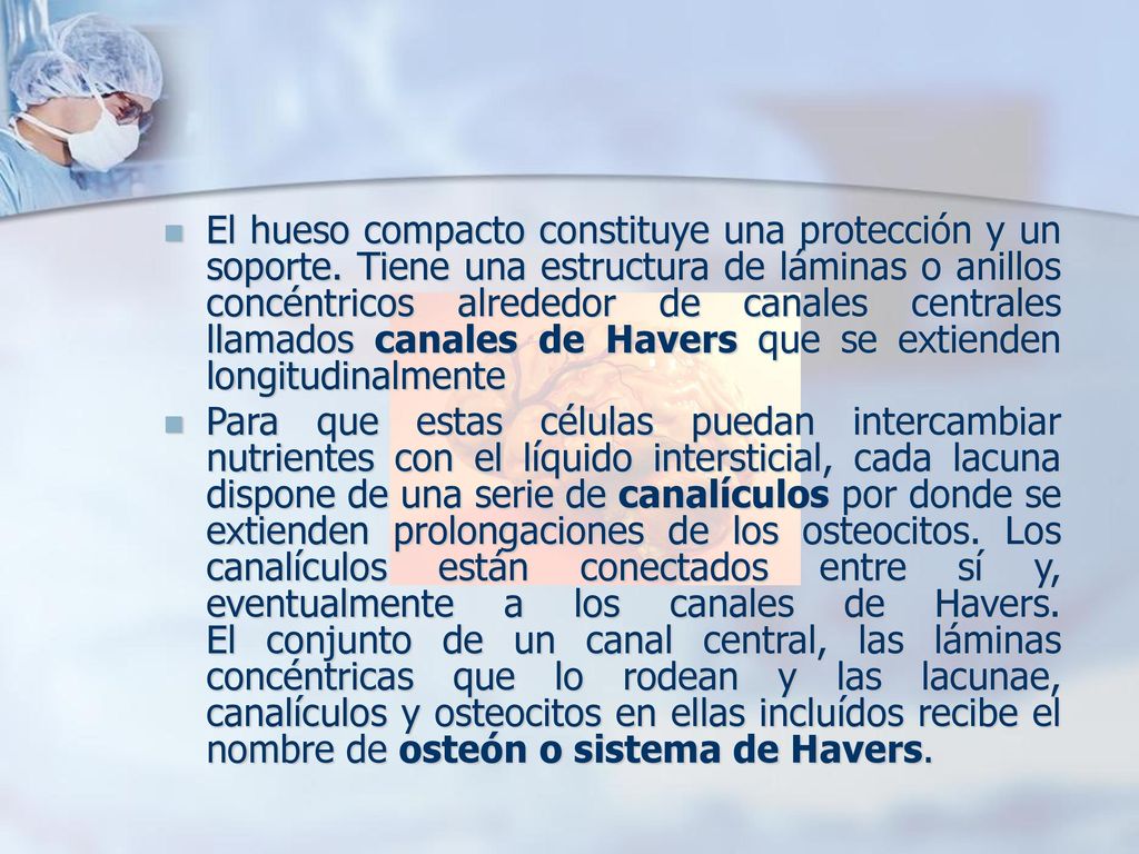 El hueso compacto constituye una protección y un soporte
