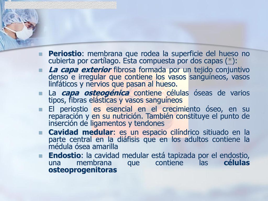 Periostio: membrana que rodea la superficie del hueso no cubierta por cartílago. Esta compuesta por dos capas (*):