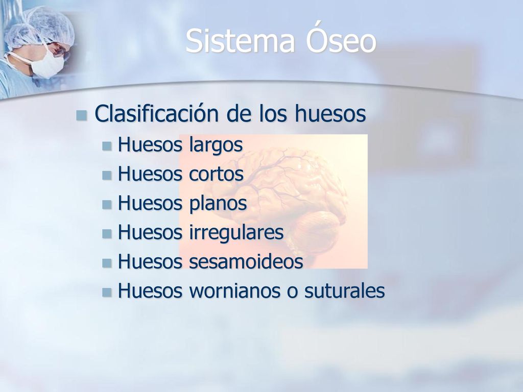 Sistema Óseo Clasificación de los huesos Huesos largos Huesos cortos