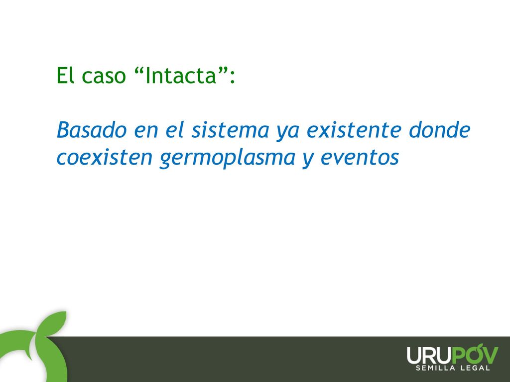 El caso Intacta : Basado en el sistema ya existente donde coexisten germoplasma y eventos 17
