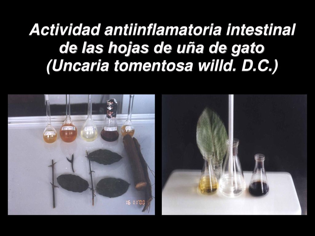 Actividad antiinflamatoria intestinal de las hojas de uña de gato (Uncaria tomentosa willd. D.C.)