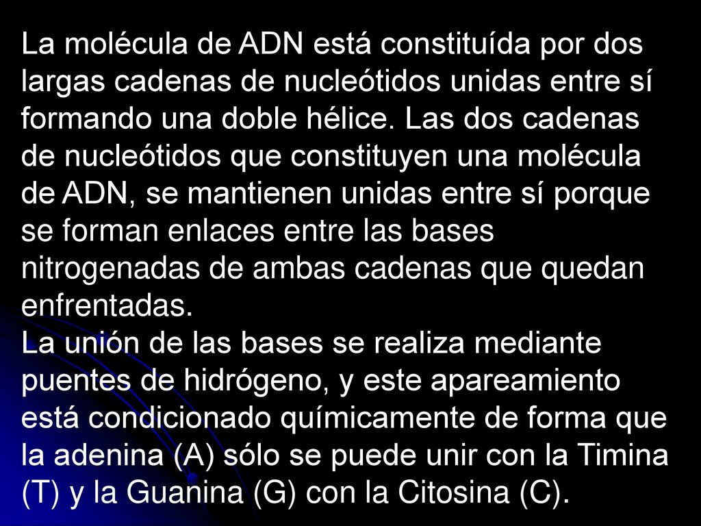 La molécula de ADN está constituída por dos largas cadenas de nucleótidos unidas entre sí formando una doble hélice. Las dos cadenas de nucleótidos que constituyen una molécula de ADN, se mantienen unidas entre sí porque se forman enlaces entre las bases nitrogenadas de ambas cadenas que quedan enfrentadas.