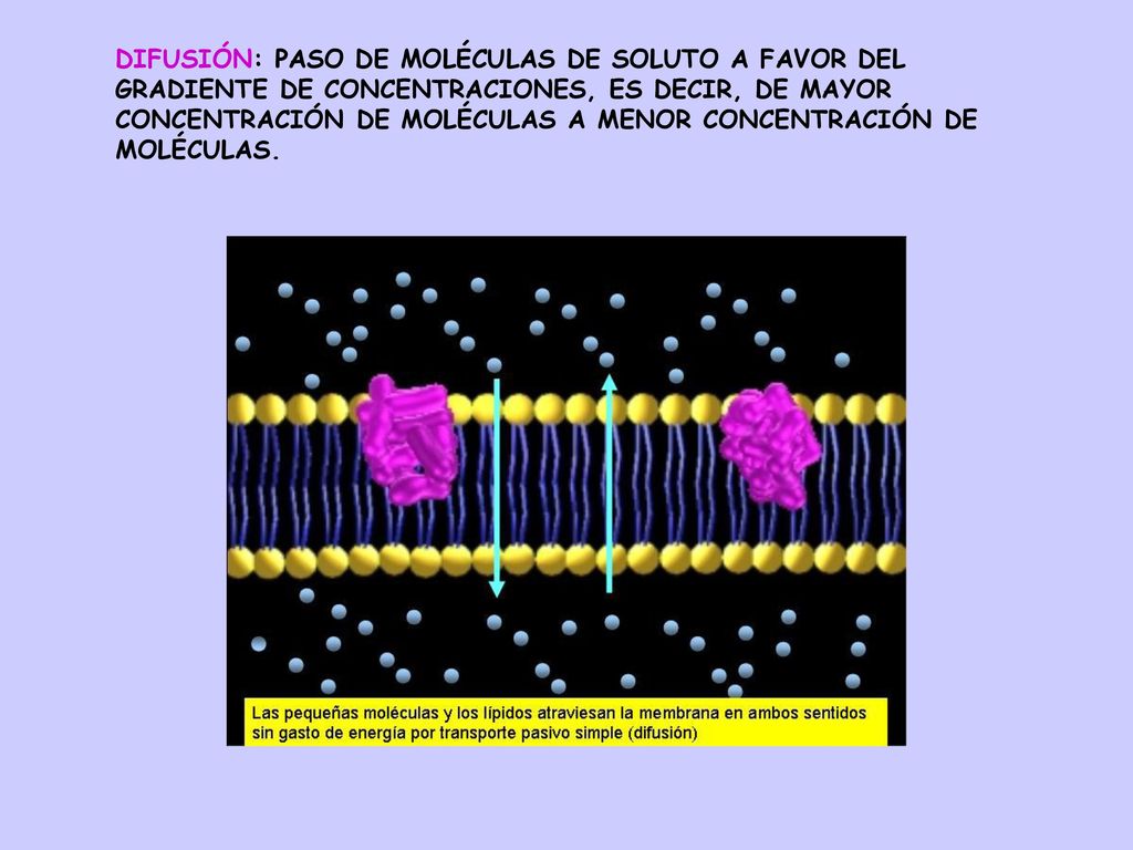 DIFUSIÓN: PASO DE MOLÉCULAS DE SOLUTO A FAVOR DEL GRADIENTE DE CONCENTRACIONES, ES DECIR, DE MAYOR CONCENTRACIÓN DE MOLÉCULAS A MENOR CONCENTRACIÓN DE MOLÉCULAS.