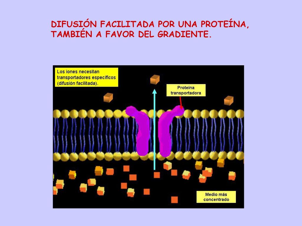 DIFUSIÓN FACILITADA POR UNA PROTEÍNA, TAMBIÉN A FAVOR DEL GRADIENTE.