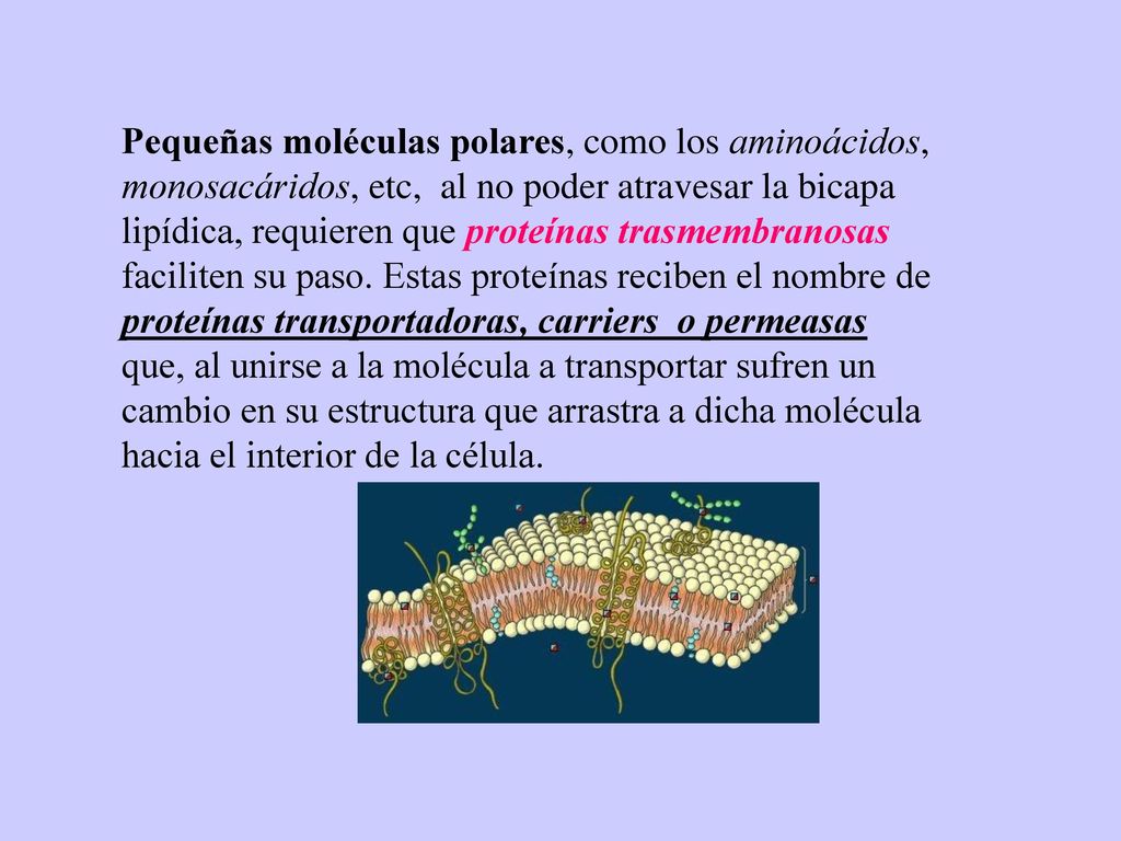Pequeñas moléculas polares, como los aminoácidos, monosacáridos, etc, al no poder atravesar la bicapa lipídica, requieren que proteínas trasmembranosas faciliten su paso.