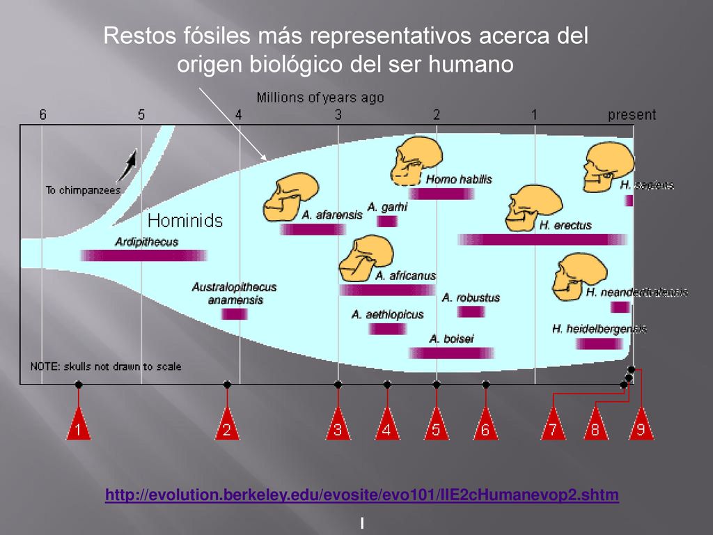 Restos fósiles más representativos acerca del origen biológico del ser humano