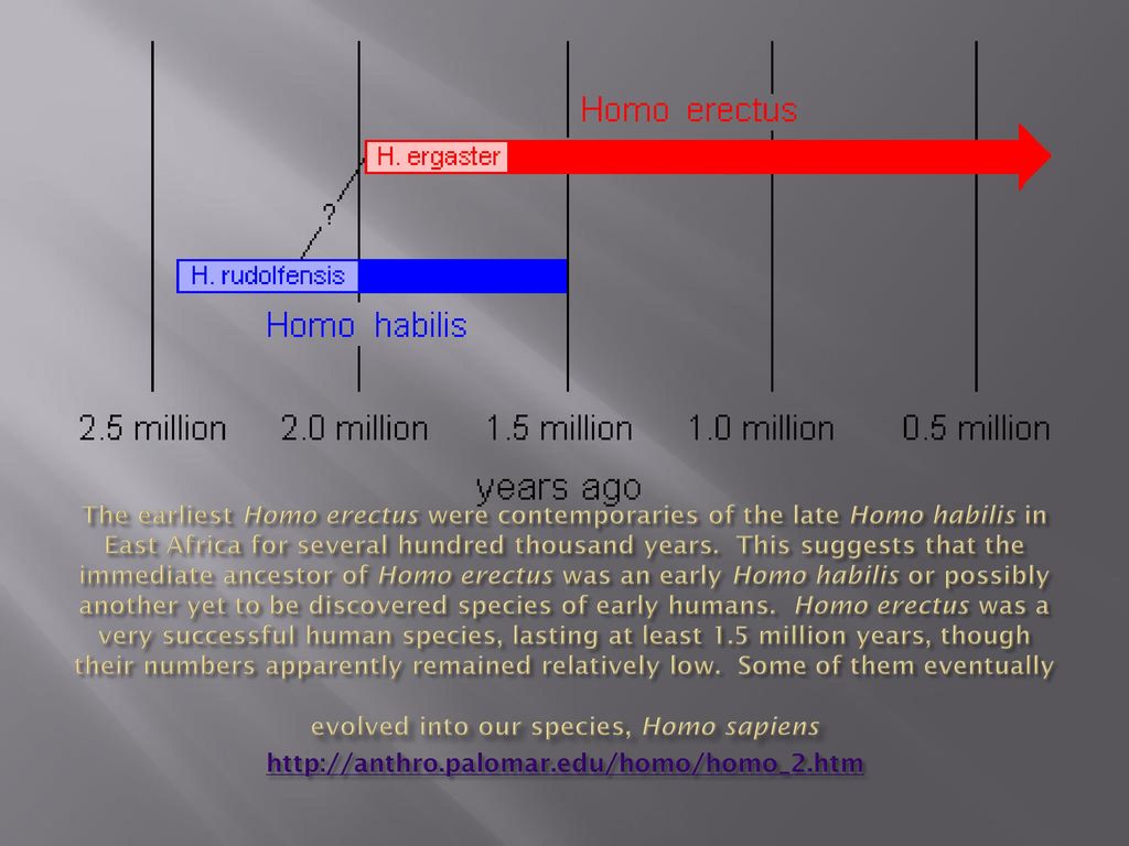 The earliest Homo erectus were contemporaries of the late Homo habilis in East Africa for several hundred thousand years. This suggests that the immediate ancestor of Homo erectus was an early Homo habilis or possibly another yet to be discovered species of early humans. Homo erectus was a very successful human species, lasting at least 1.5 million years, though their numbers apparently remained relatively low. Some of them eventually evolved into our species, Homo sapiens