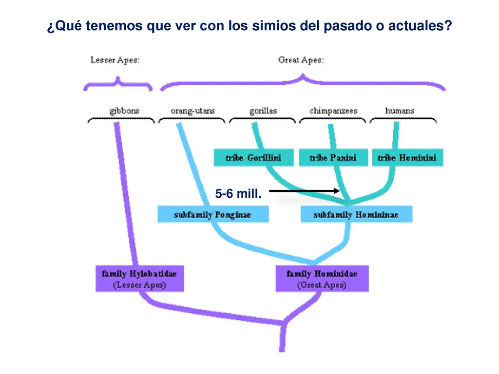 ¿Qué tenemos que ver con los simios del pasado o actuales