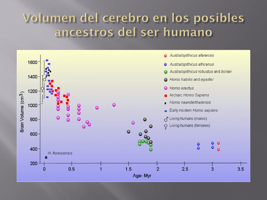Volumen del cerebro en los posibles ancestros del ser humano