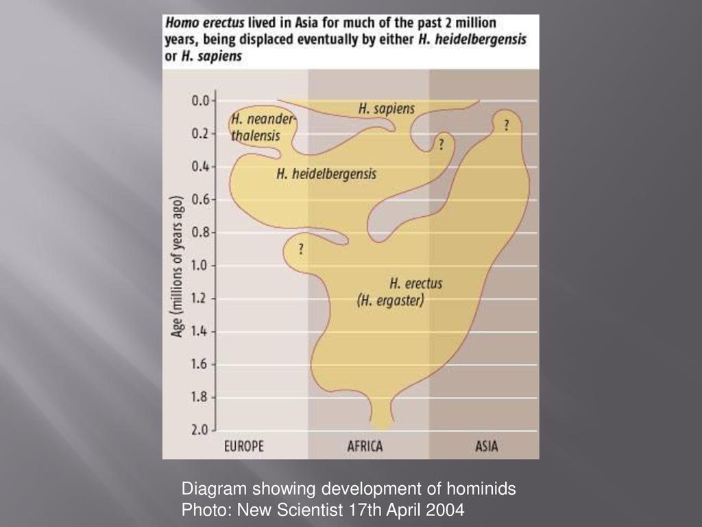 Diagram showing development of hominids Photo: New Scientist 17th April 2004