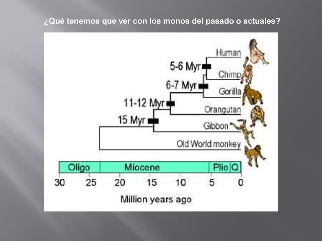 ¿Qué tenemos que ver con los monos del pasado o actuales