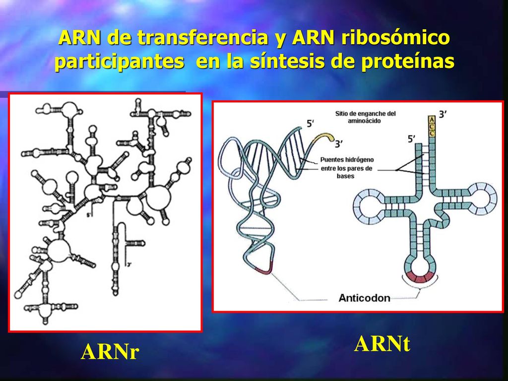 ARN de transferencia y ARN ribosómico participantes en la síntesis de proteínas
