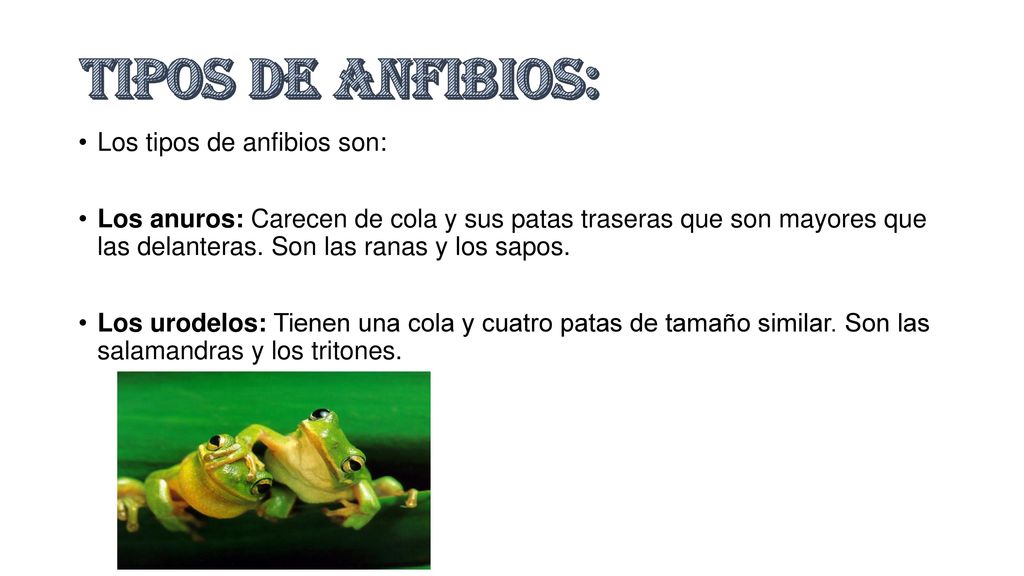 Tipos de anfibios: Los tipos de anfibios son:
