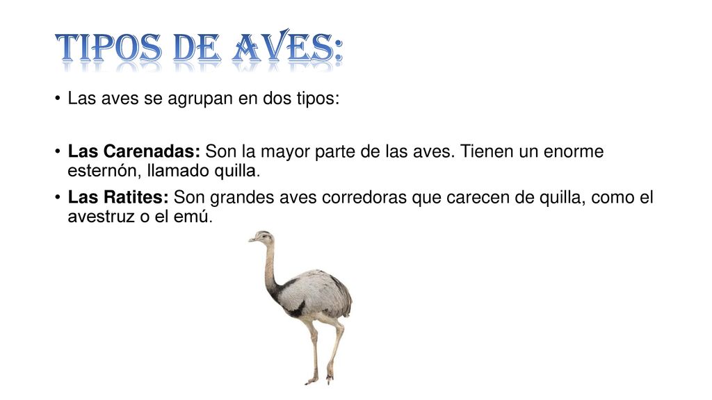 Tipos de aves: Las aves se agrupan en dos tipos: