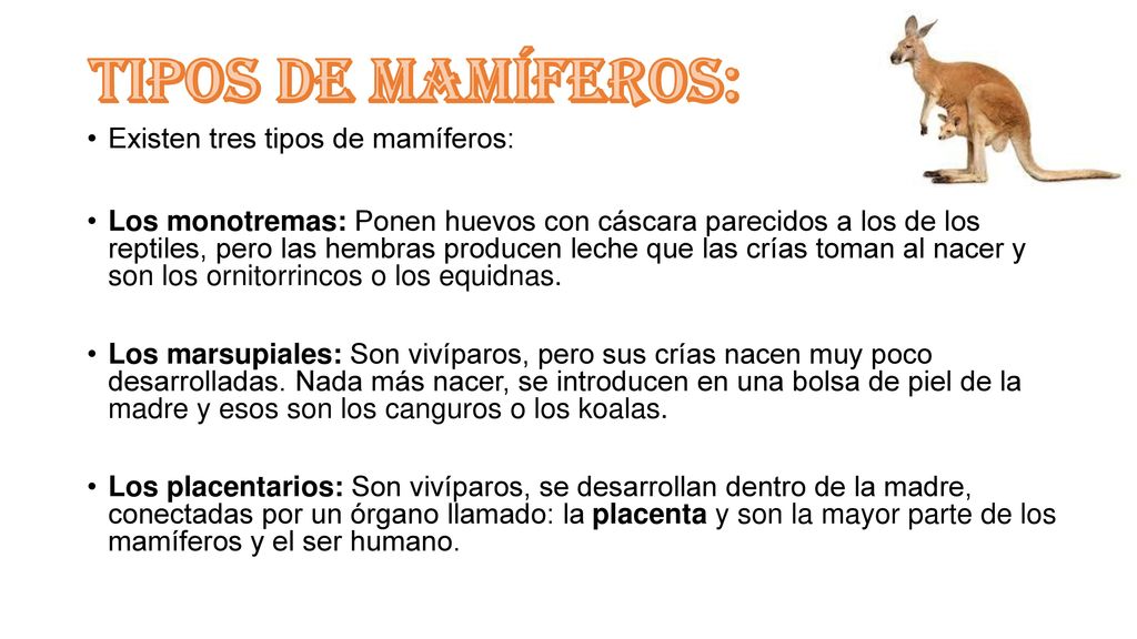 Tipos de mamíferos: Existen tres tipos de mamíferos: