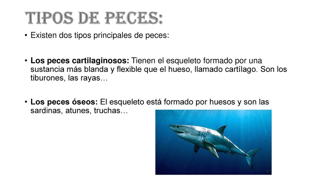 Tipos de peces: Existen dos tipos principales de peces: