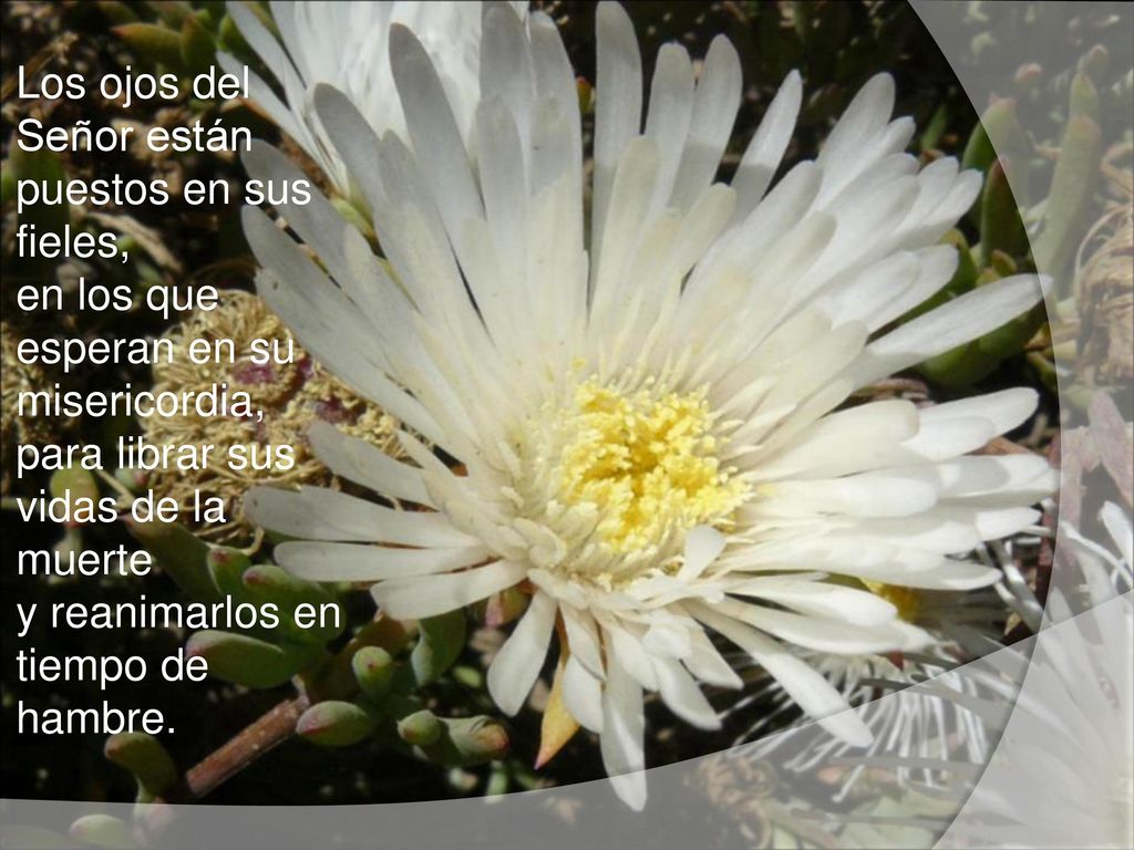 Los ojos del Señor están puestos en sus fieles, en los que esperan en su misericordia, para librar sus vidas de la muerte y reanimarlos en tiempo de hambre.