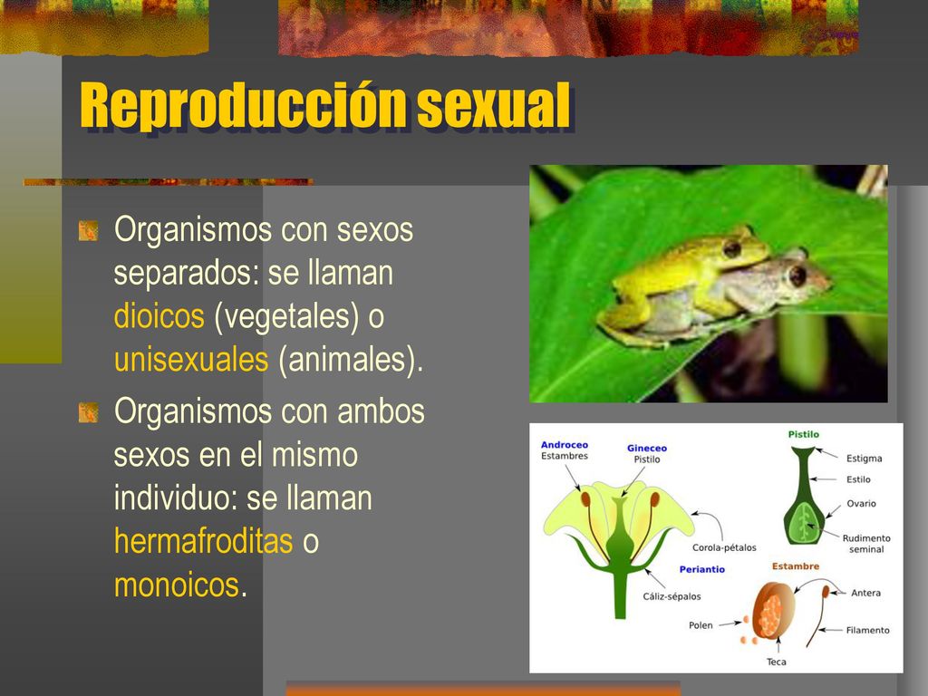 Reproducción sexual Organismos con sexos separados: se llaman dioicos (vegetales) o unisexuales (animales).